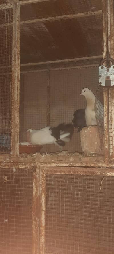 laka pigeon