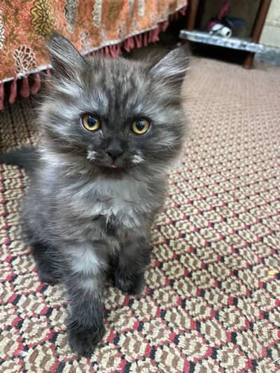 beautiful black 2 female Persian babies