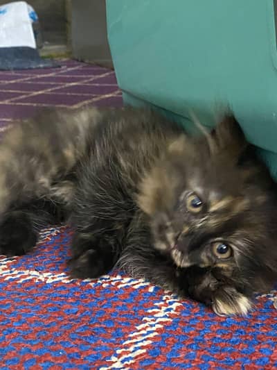 beautiful black 1 female Persian babies