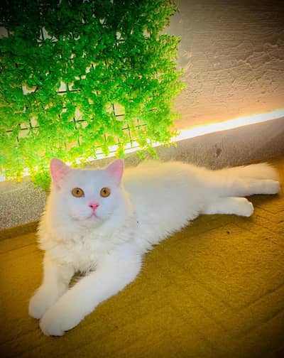 ADULT DOUBLE COATED WHITE PERSIAN MALE CAT