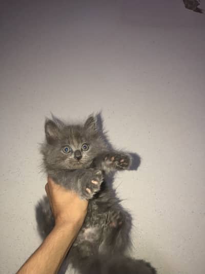 For sale