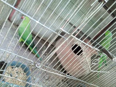 green ringneck pairs, laka pigeons, aseel hen with a chick