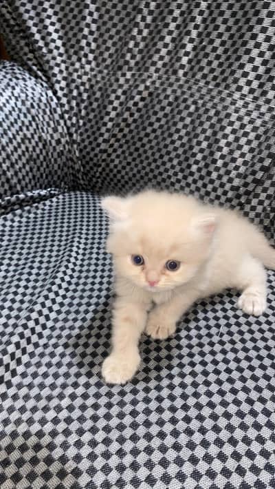 Persian kitten triple coat