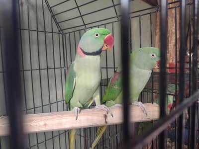 Alexander raw pahari ringneck