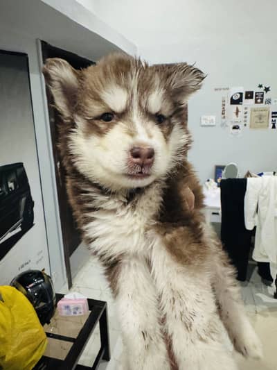 Husky puppy