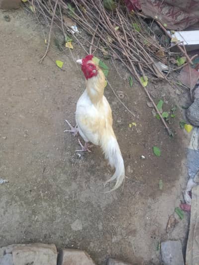 asil jori withe