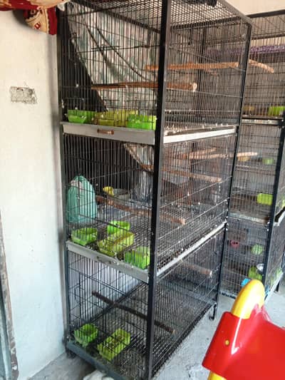 Ring Neck Cages