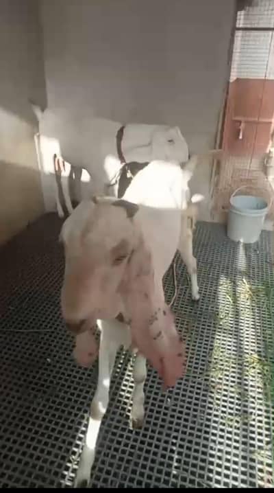 Britain Bakra hai Char dant ka