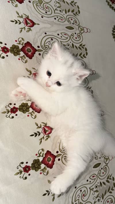 Persion cat baby