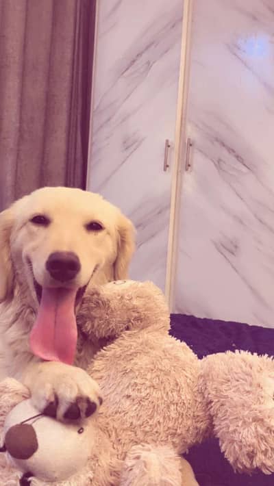 Golden Retriever Female Puppy