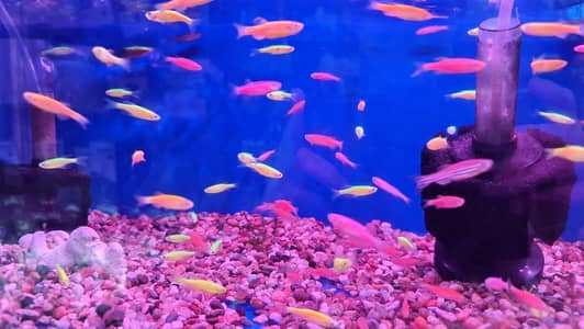 6 Zebra Danio for Sale