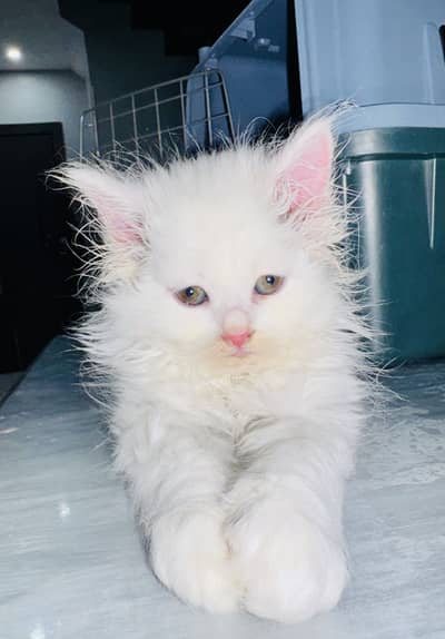 Persian Kitten Triple Coat