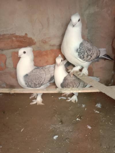 Healthy & Active sentient pair