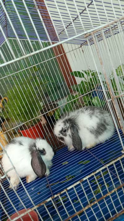 Holland lops Bunny