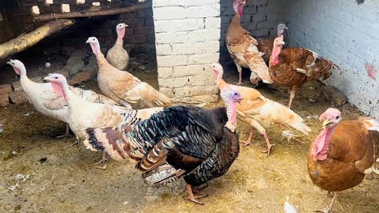 Breeder Turkey pair for sale
