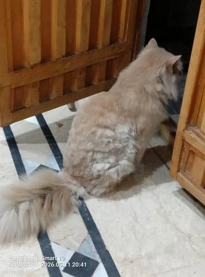 cat  bhot Acha ha chota SA bhra Kia ha bs gar chota ha