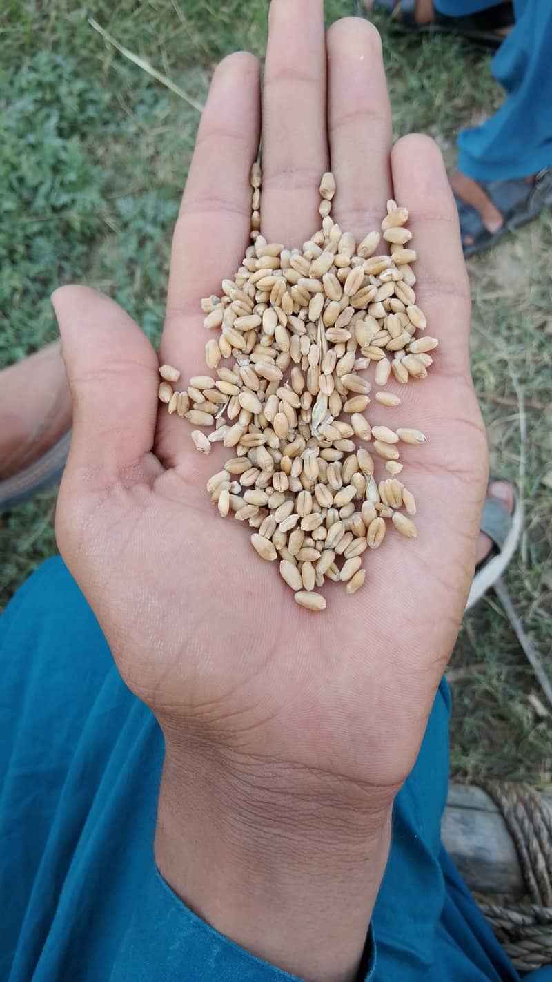 گندم  اور 0