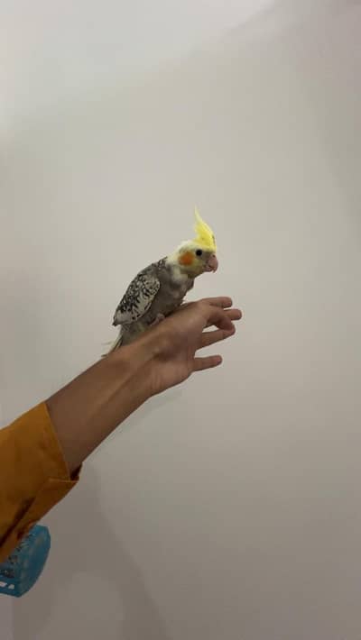 Handtamed Cocktail For Sale No Bite Fully Attached 5 Piece Left