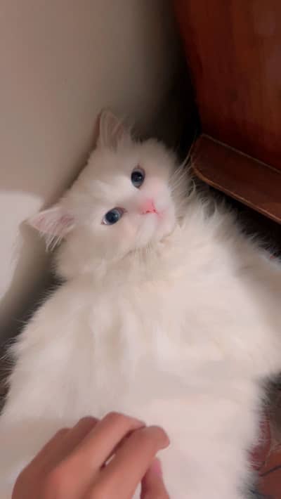 Persian Cat