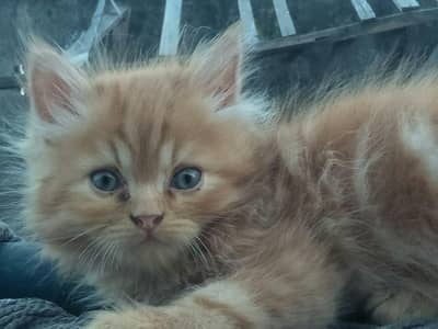 4 Month old triple coat male kitten