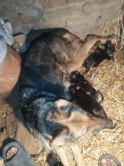 Confirm breeder German female dog