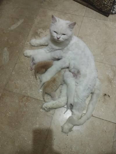 Mother & Kittens