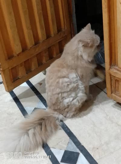 cat  bhot Acha ha chota SA bhra Kia ha