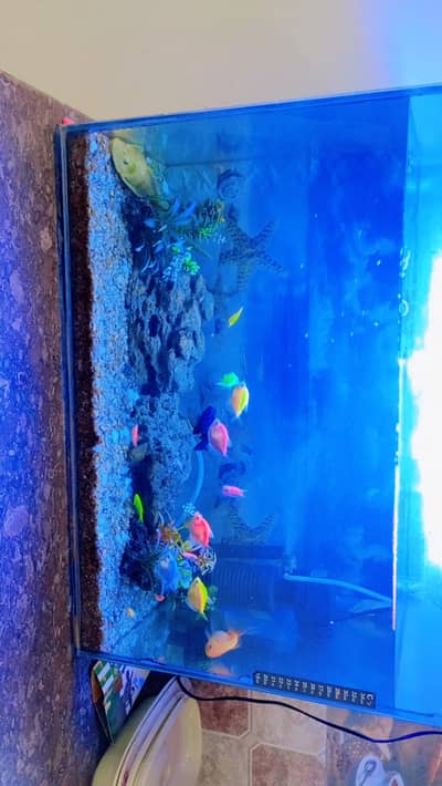 Aquarium / Fish Tank