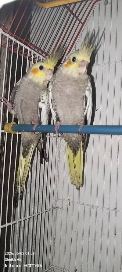 Cockatiel pearl parrot