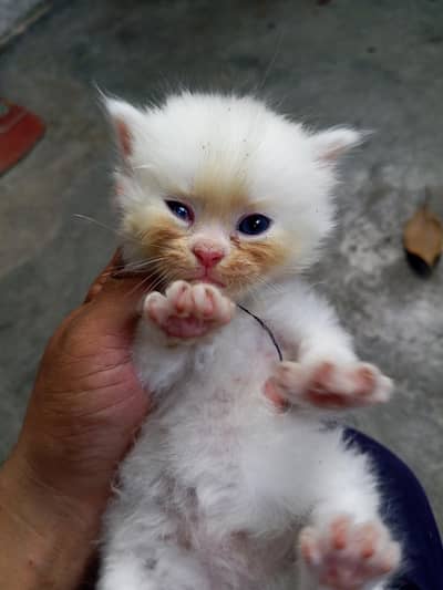 persion cat 
