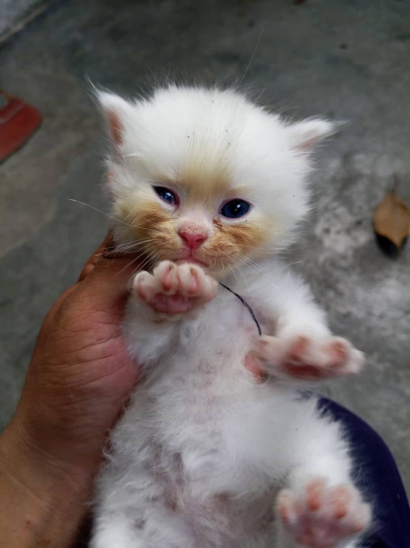 persion cat  0