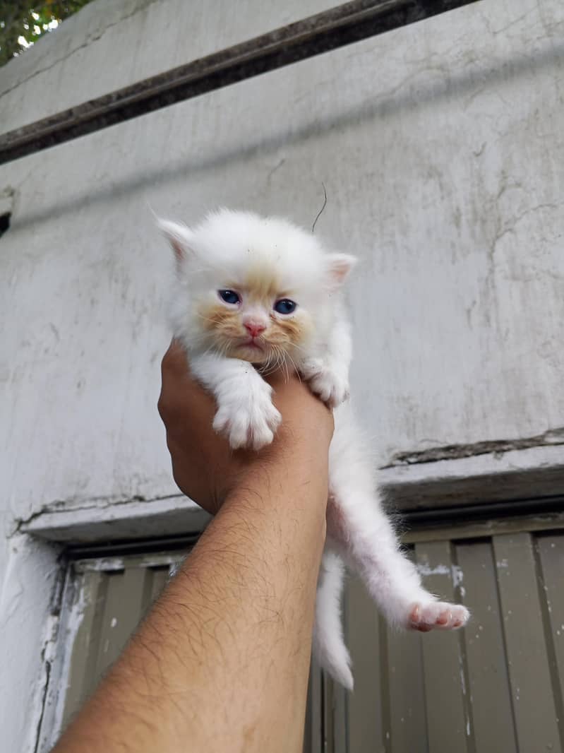 persion cat  1