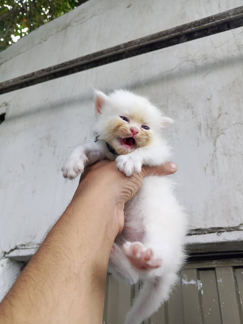 persion cat  2