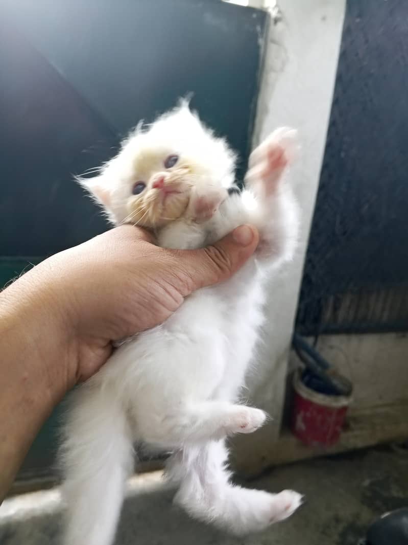 persion cat  3