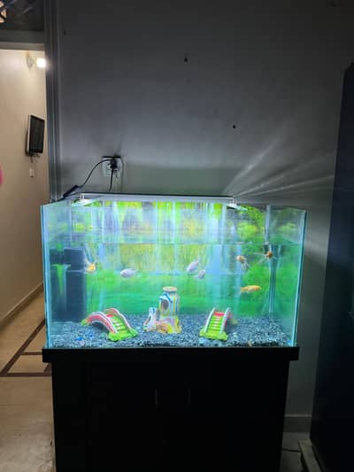 Fish Tank Aquarium