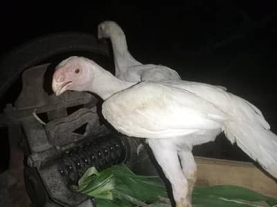 Hens seller