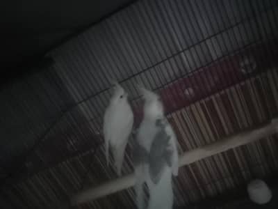 fallow split v pied male and eno female in exhibition size