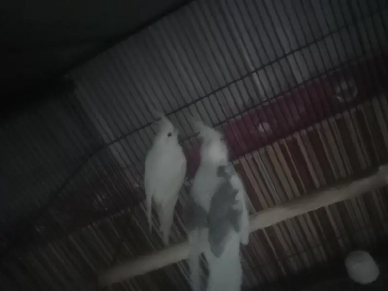 fallow split v pied male and eno female in exhibition size