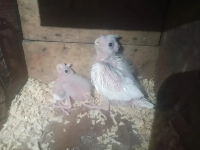fallow split v pied male and eno female in exhibition size — photo 3