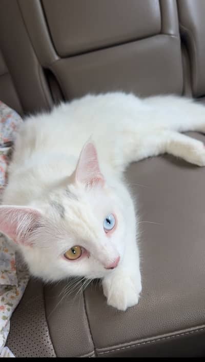 Persian Cat Odd Eyes