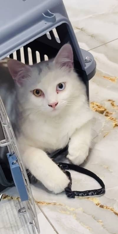 Persian Cat Odd Eyes