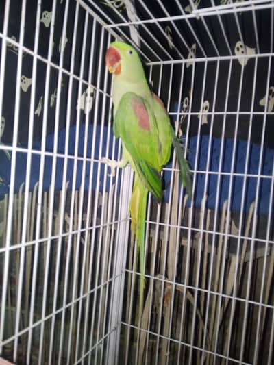 raw female for sale