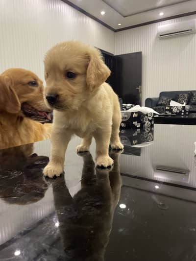 Golden Retriever Puppy Male For Urgent Sale