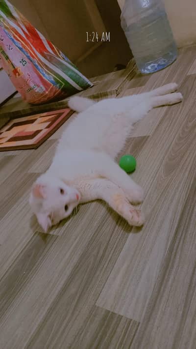female cat