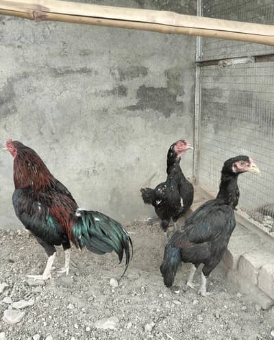 pure king lasani pair for sale