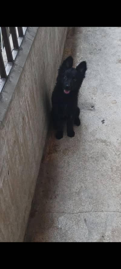 top quality black German shepherd female puppy available
