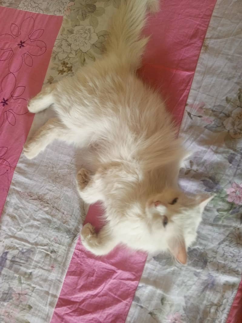 white cat 0