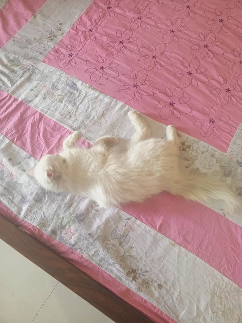 white cat 1