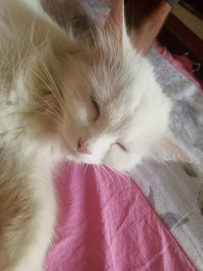 white cat 2