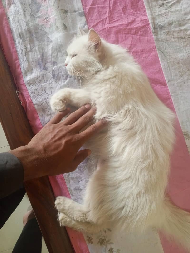 white cat 3